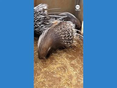 WATCH:  Adelaide Zoo welcomes Cape porcupine brothers