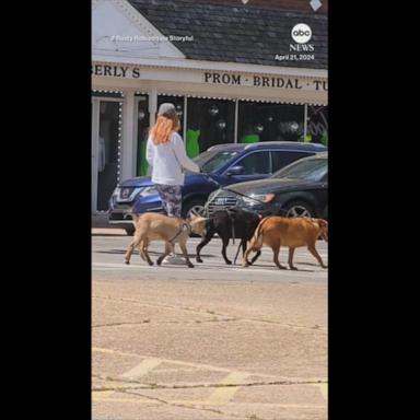 VIDEO: Part of the pack: Goat goes for a walk with a couple of dogs