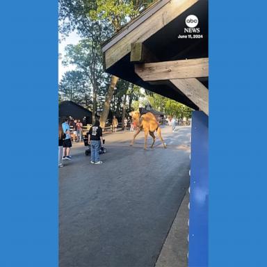 VIDEO: Camels escape from petting zoo at Ohio amusement park