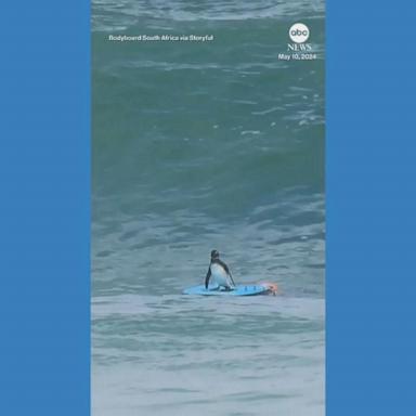 VIDEO: Athletic penguin shows off skills on bodyboard