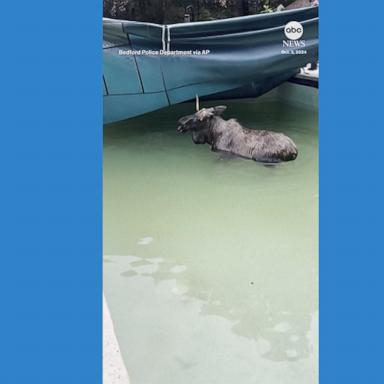 VIDEO: Moose rescued after getting stuck in backyard swimming pool