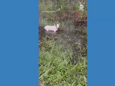 WATCH:  Florida Highway Patrol rescues tied up dog ahead of Hurricane Milton