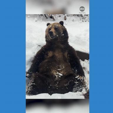 VIDEO: Bear enjoys snow day at Colorado zoo