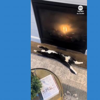 VIDEO: Cat gets extra cozy by a fireplace