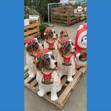 Dog blends in with Christmas decorations