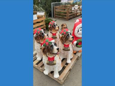 WATCH:  Dog blends in with Christmas decorations