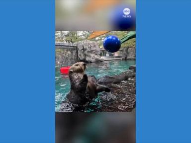 WATCH:  Otters show off basketball skills