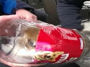 WATCH:  Dog rescued after getting head stuck in treat jar