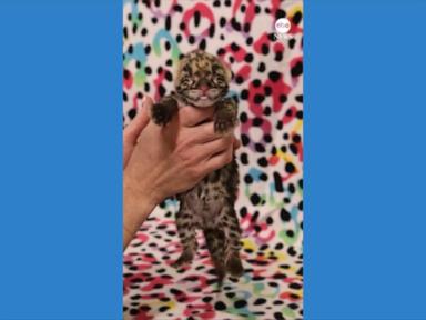 WATCH:  Nashville Zoo welcomes rare clouded leopard cub