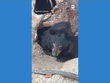 WATCH:  Black bear at Yellowstone emerges from hibernation