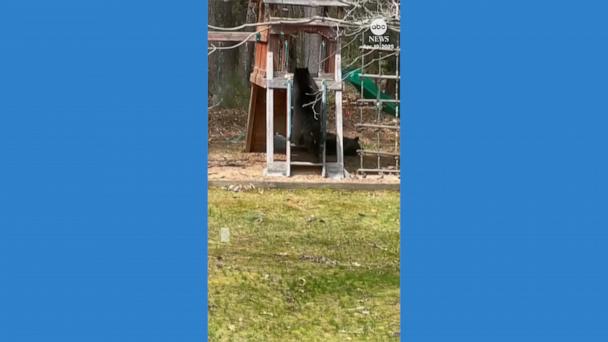 VIDEO: Bear spotted playing on family's backyard slide