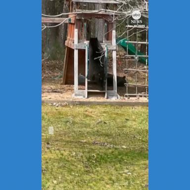 VIDEO: Bear spotted playing on family's backyard slide