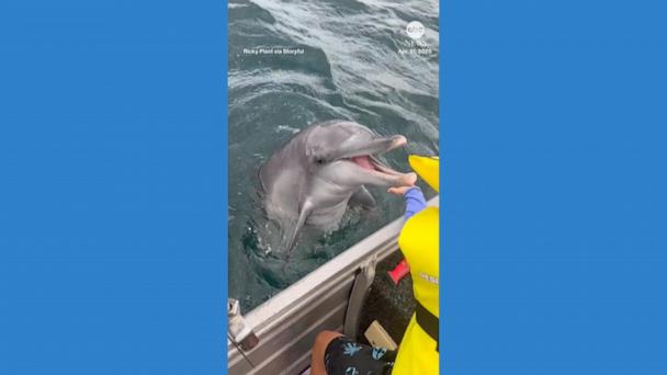 VIDEO: Boy has encounter with 'friendly' dolphin