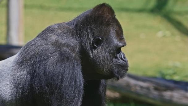 VIDEO: 100 men vs. 1 gorilla: who'd win in a fight?