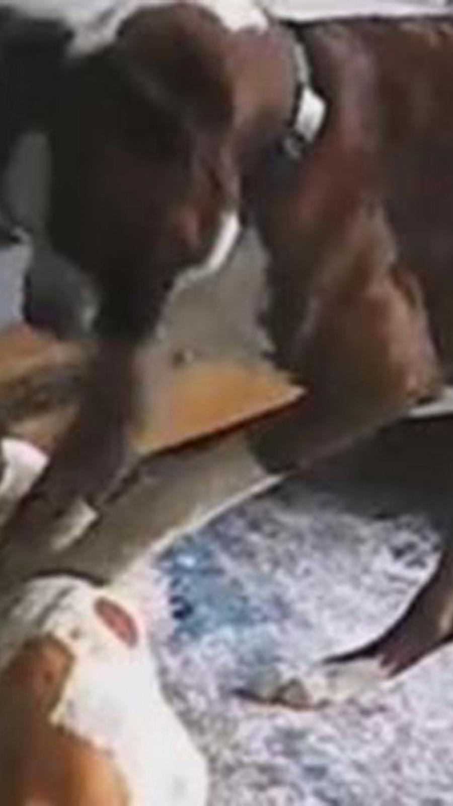 VIDEO:  Boxer helps save french bulldog who was having a seizure