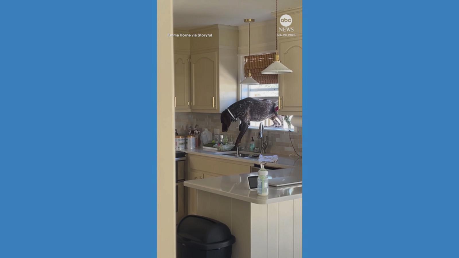 WATCH:  This dog really doesn’t want to be outside