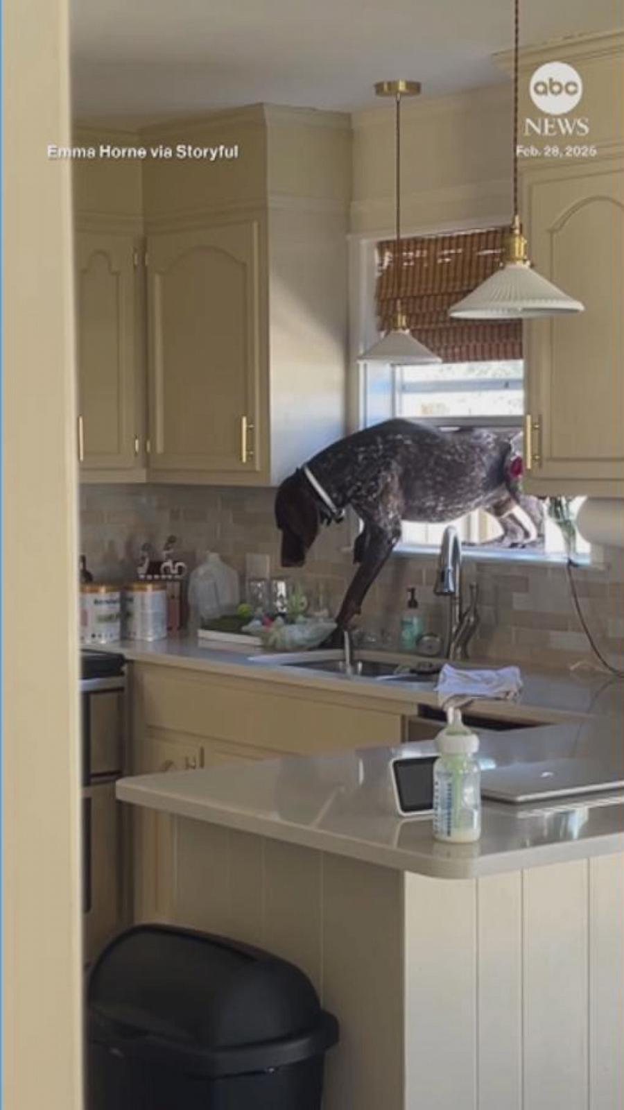 VIDEO: This dog really doesn’t want to be outside