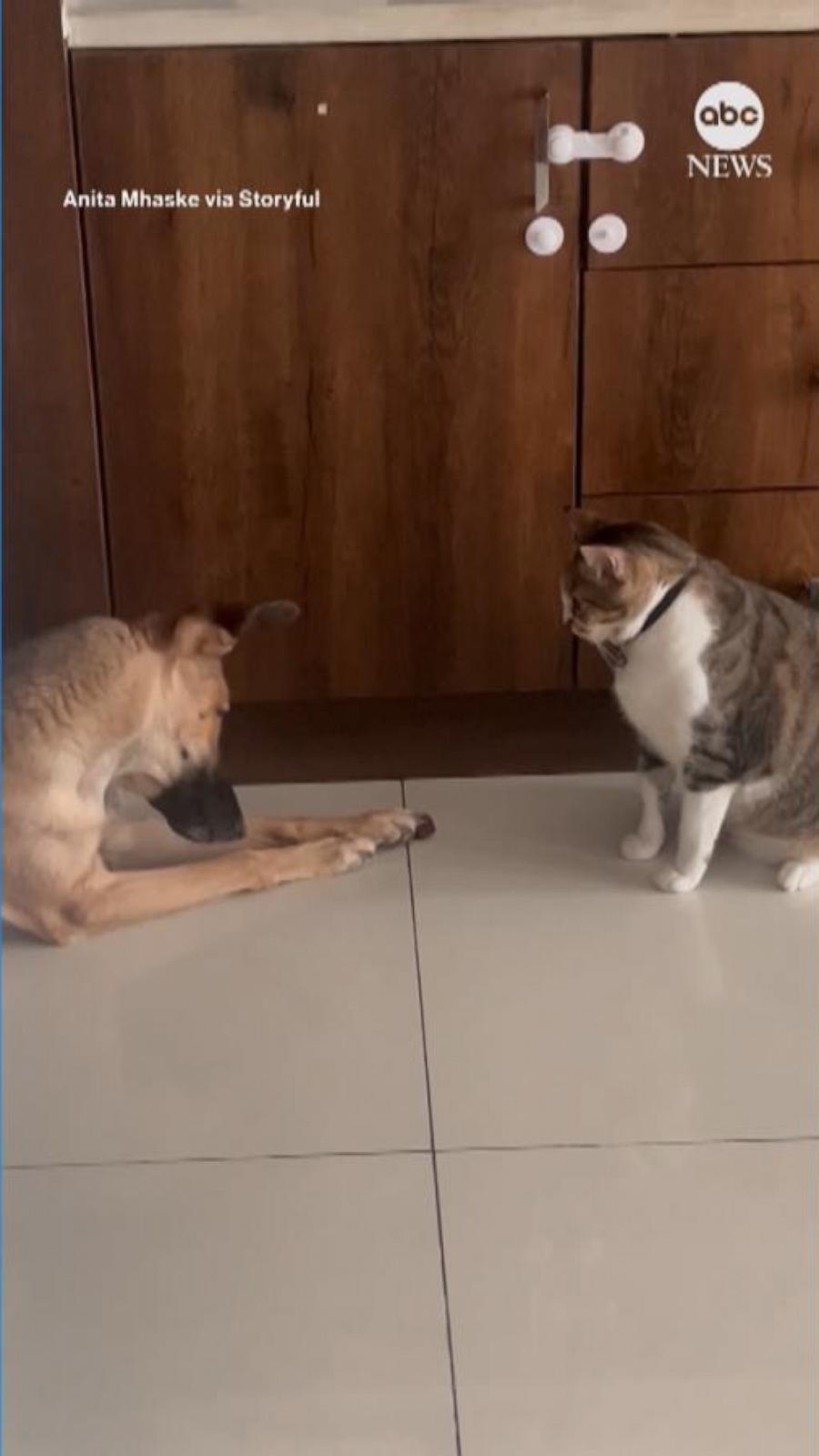 Dog and cat face off for last bite of food