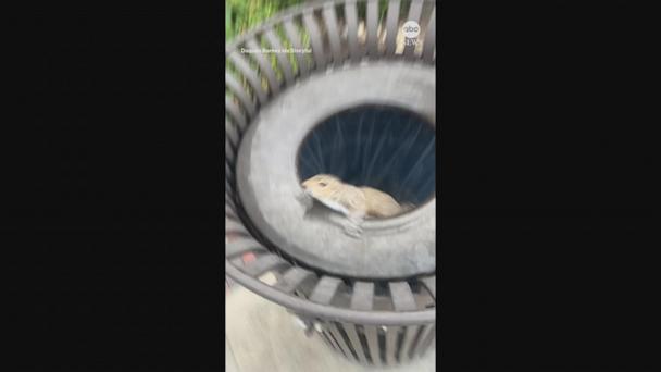 Squirrel surprises North Carolina man