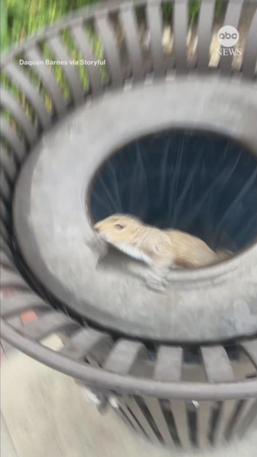 VIDEO: Squirrel surprises North Carolina man