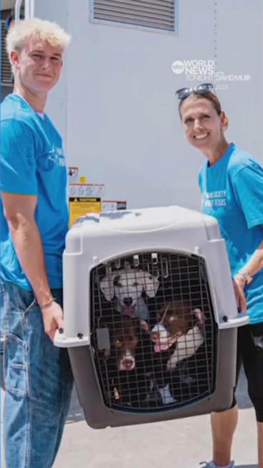 VIDEO: Hundreds of cats, dogs rescued amid deadly Texas floods with help from volunteers