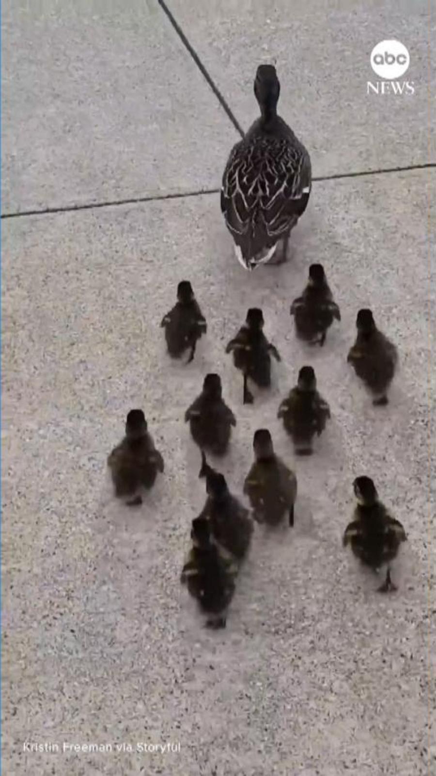 VIDEO: Librarian guides family of ducks to safety
