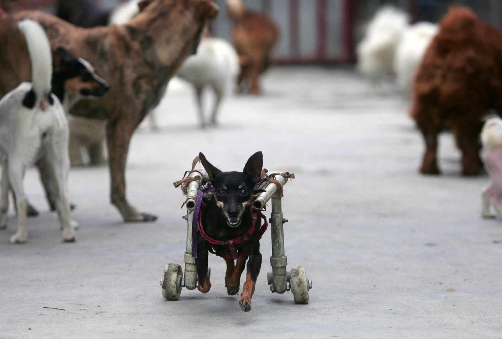 Adorable Animals Overcome Disabilities Photos Image 121 Abc News
