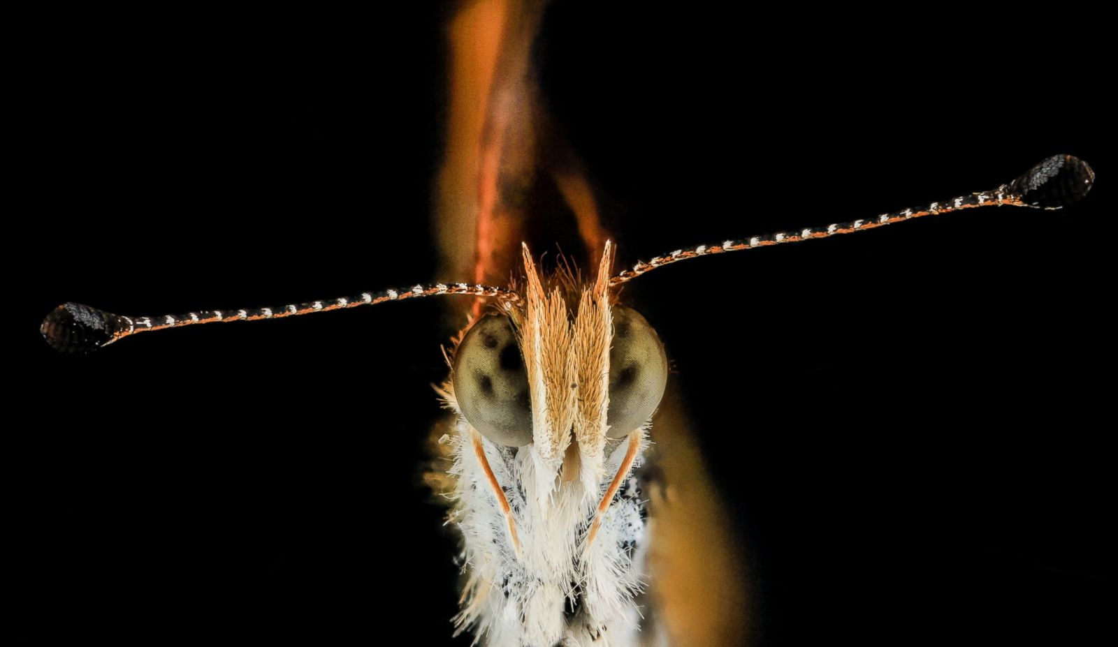 You'll Bug Out When You See These Insect Photos Photos - ABC News