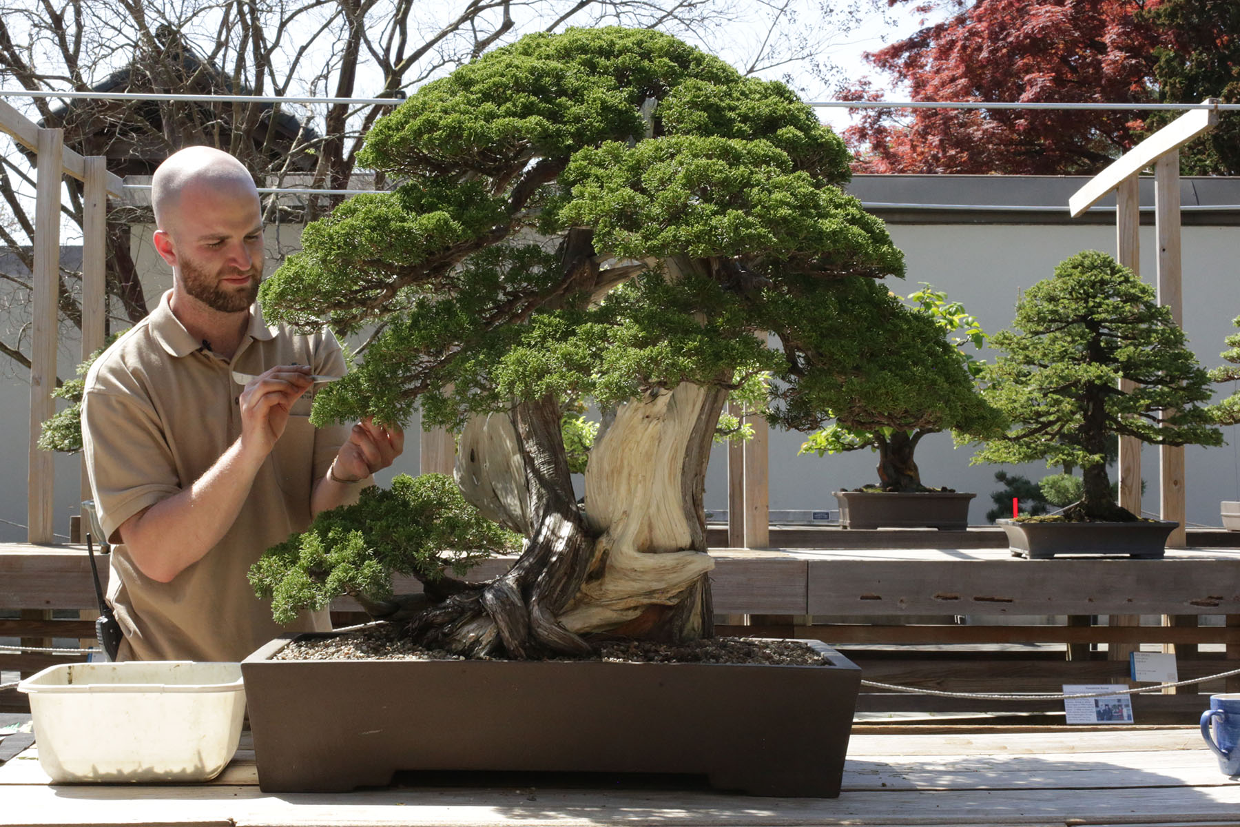 The Art and Controversy of Bonsai Plant Care: A Guide for Beginners