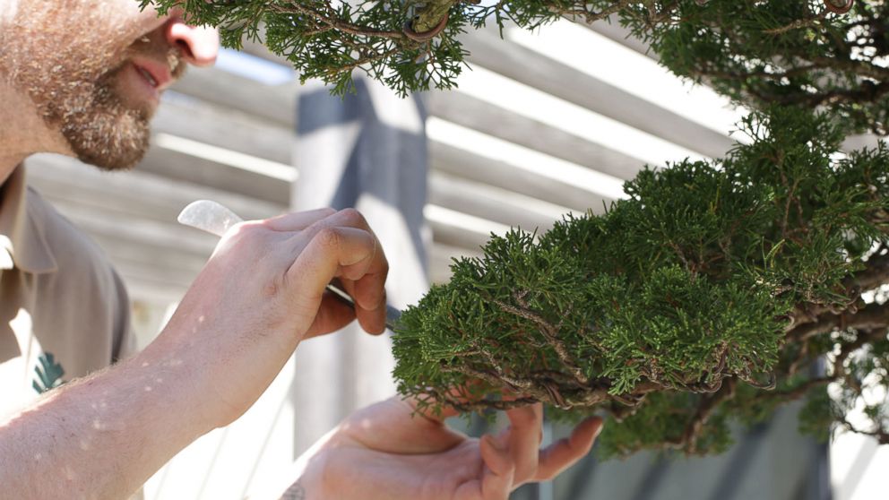 Aaron Hughes prunes a bonsai tree at the National Arboretum in Washington, DC.
