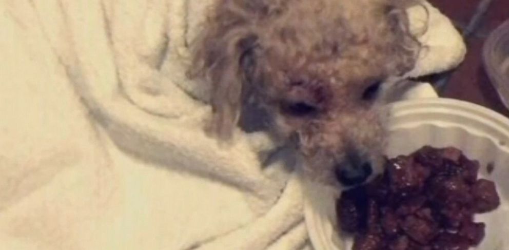 Dog Beaten And Apparently Left For Dead Rescued From Trash Abc News