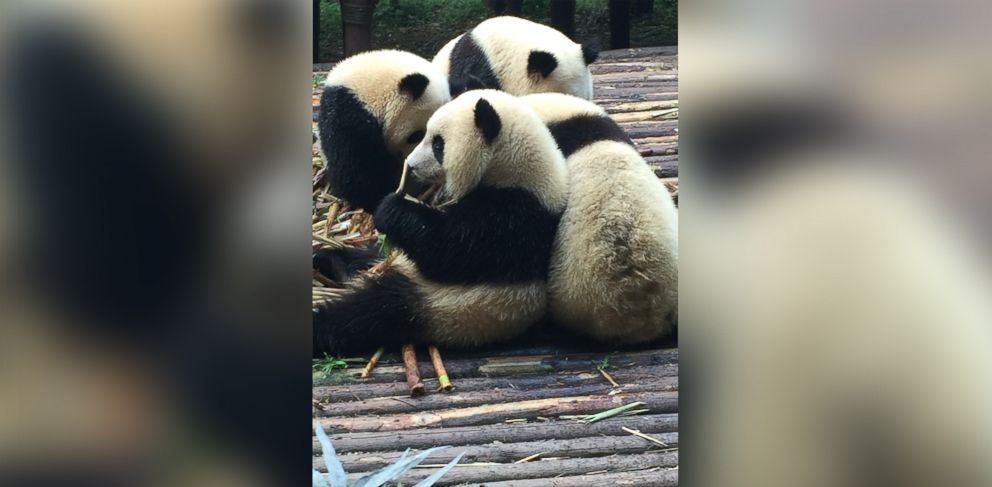 PHOTO: Pandas enjoy playtime at China's Chengdu Research Base of Giant Panda Breeding.  