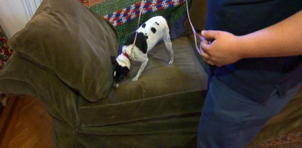 bed bug dogs near me