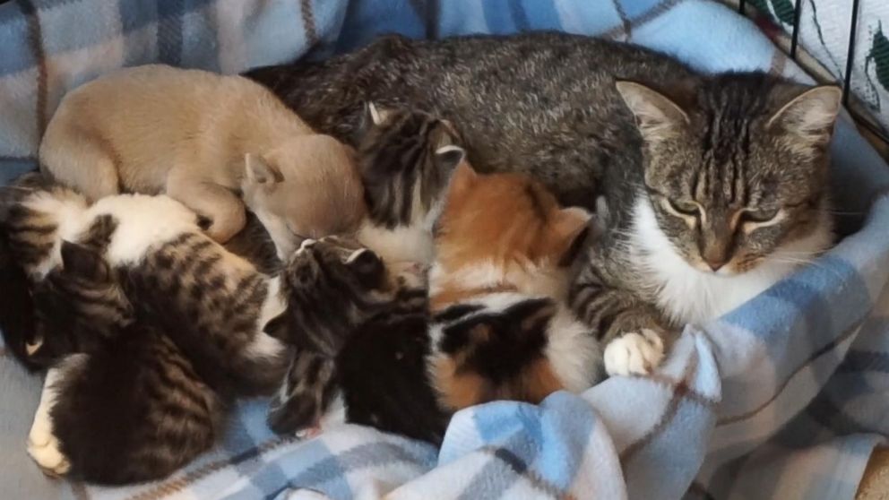 PHOTO: Gwen the cat has been nursing Bobby the dog in a foster home, along with her five kittens. 
