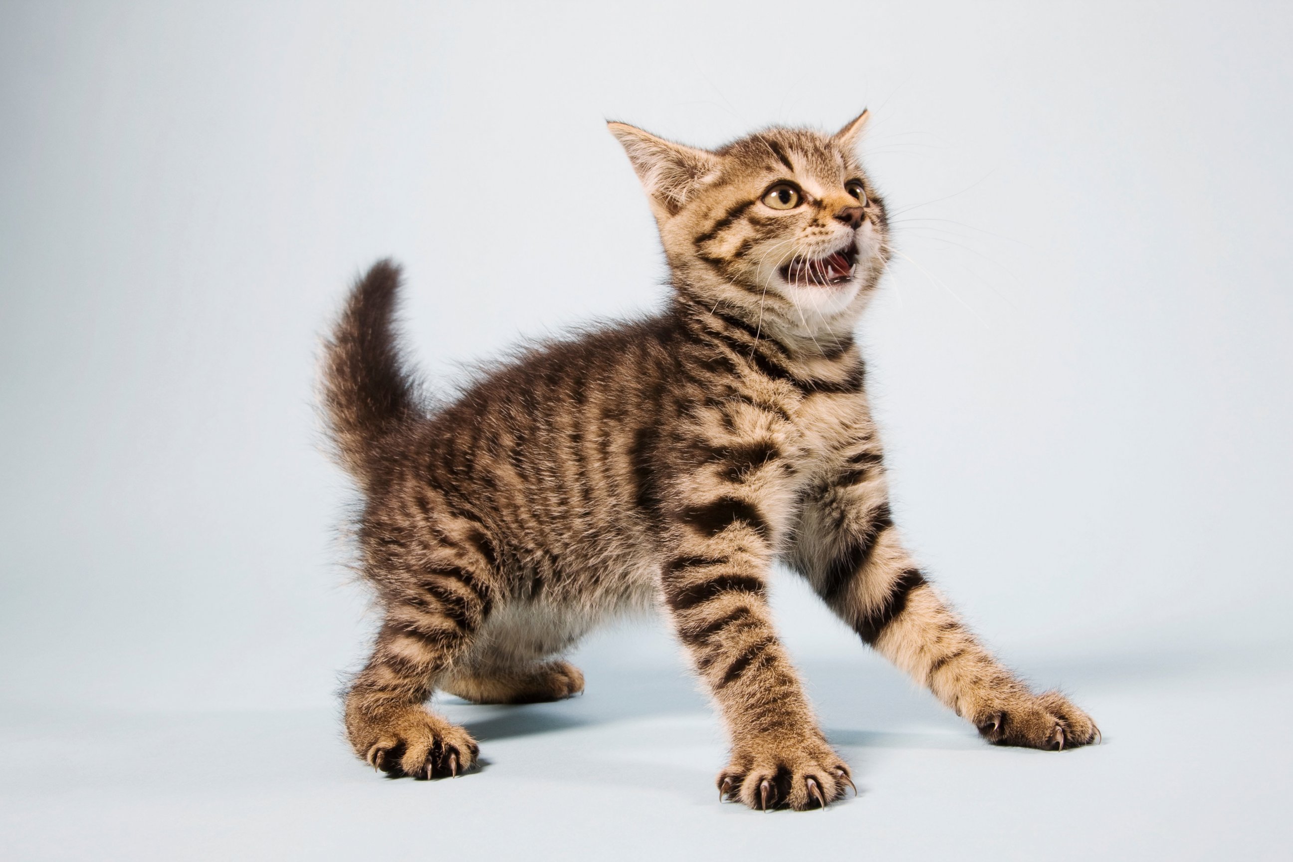 PHOTO: A scared kitten is pictured in this undated stock photo.