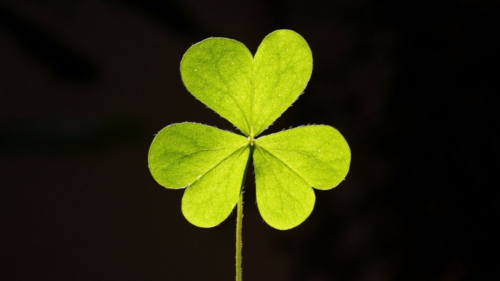 A three leaf clover is pictured against black in this undated stock photo.