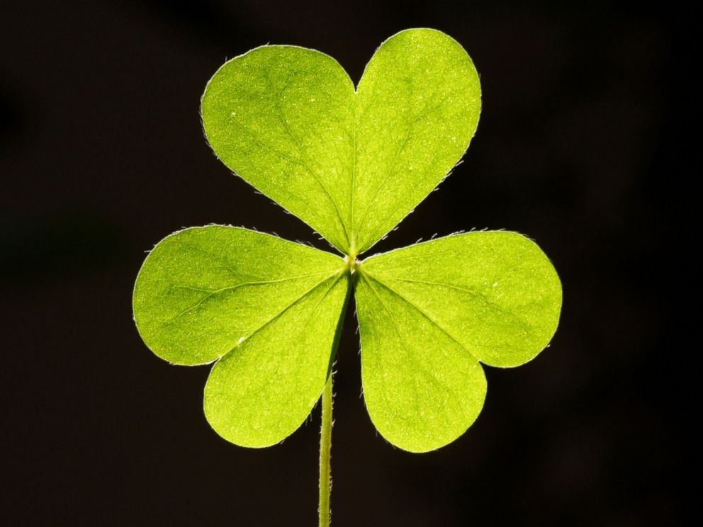 Three Leaf And Four Leaf Clover Isolated On White Symbol Of Saint Patrick Stock Photo Picture And Royalty Free Image Image 26080500