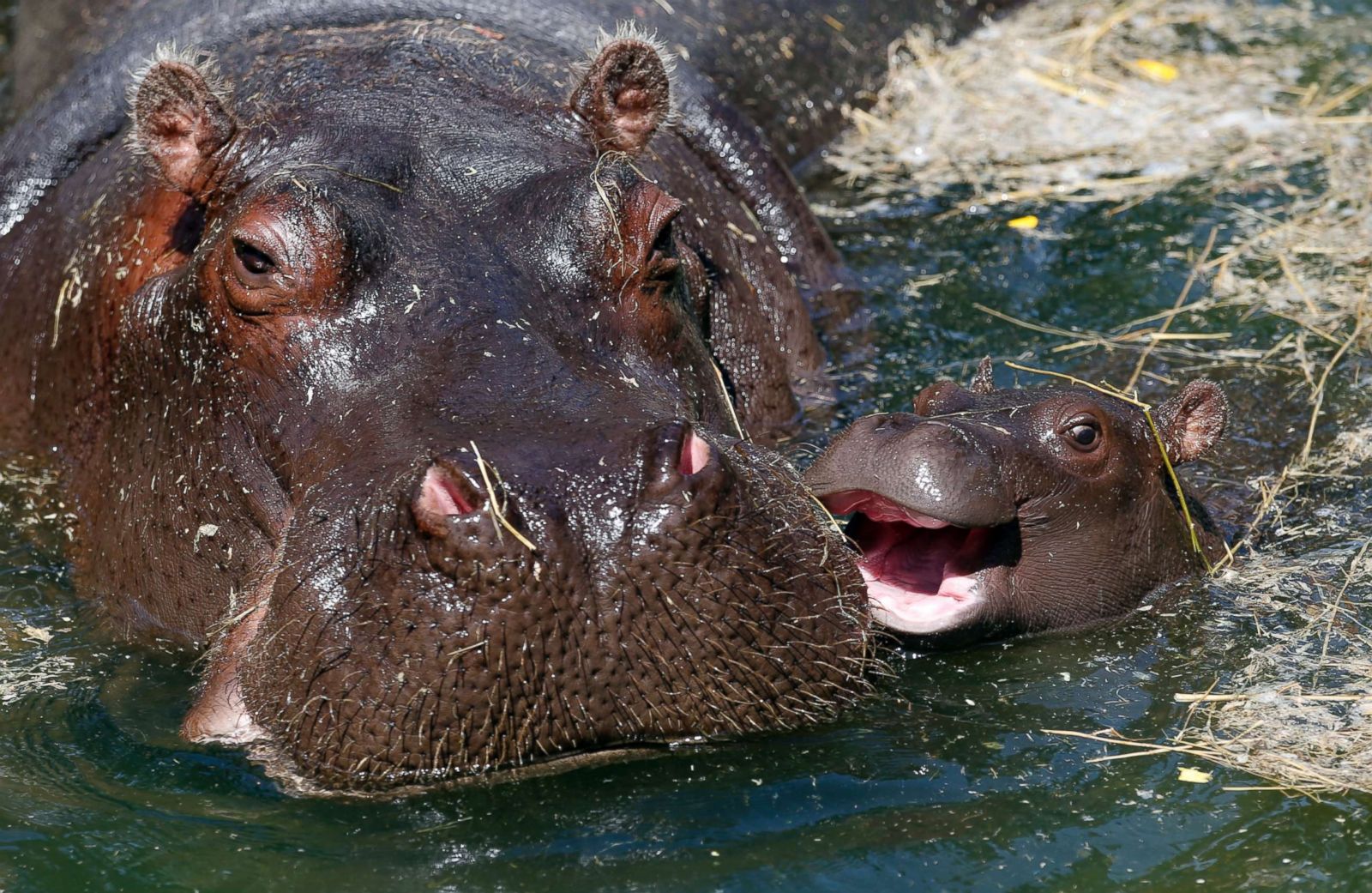 Julka swims with her one-month-old calf on a hot summer day