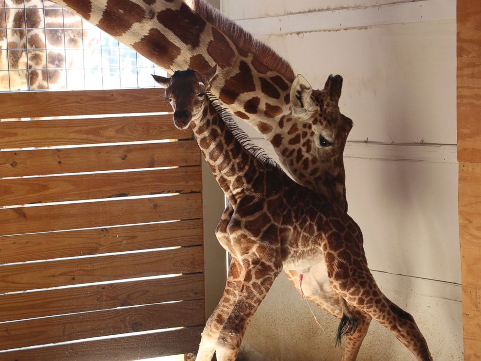 PHOTO: A giraffe named April stands with her new calf at Animal Adventure Park in Binghamton, N.Y., April 15, 2017. Her birth was broadcast to an online audience of more than a million viewers.