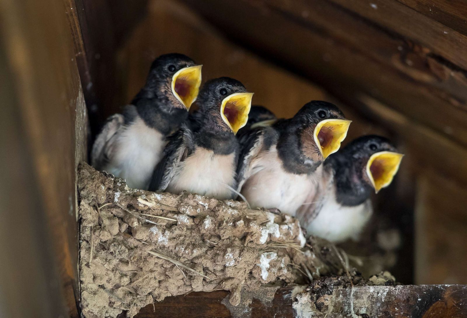 Baby swallows hang out in Lithuania