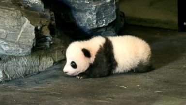 Baby Panda Caught On Adorable Video Clumsily Taking His 1st Steps At Belgian Zoo Abc News