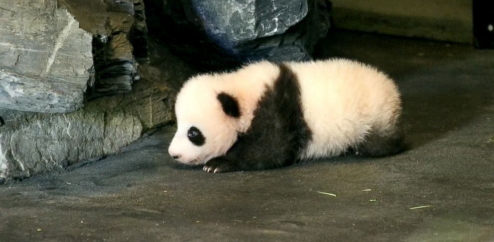 Baby Panda Caught On Adorable Video Clumsily Taking His 1st Steps At Belgian Zoo Abc News