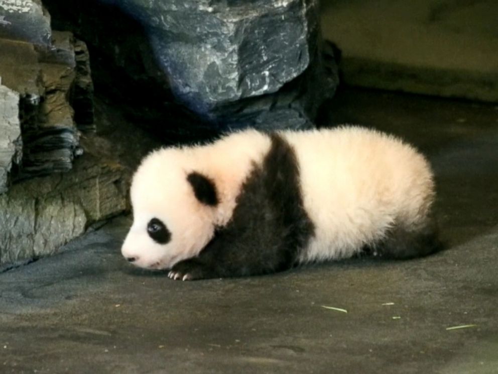 Baby Panda Caught On Adorable Video Clumsily Taking His 1st Steps At Belgian Zoo Abc News