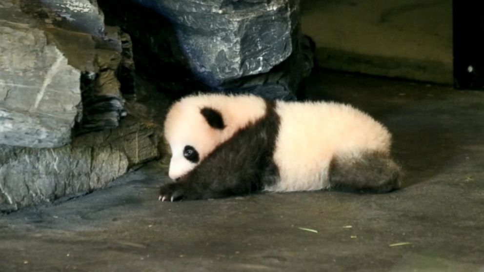 PHOTO: On Aug. 31, 2016, the Pairi Daiza zoo in Belgium asked the public to vote for a name for its giant panda cub, who was recently filmed taking his first steps.