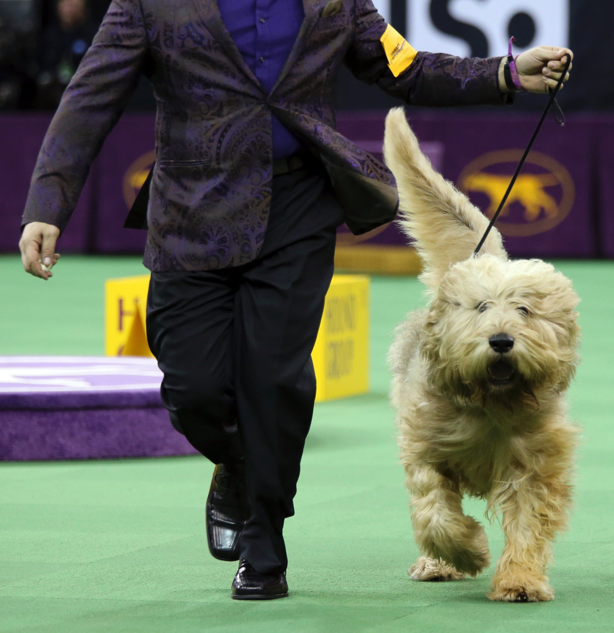 PHOTO:An otterhound is shown in the ring during the Hound group competition during the 140th Westminster Kennel Club dog show, Feb. 15, 2016, at Madison Square Garden in New York. 
