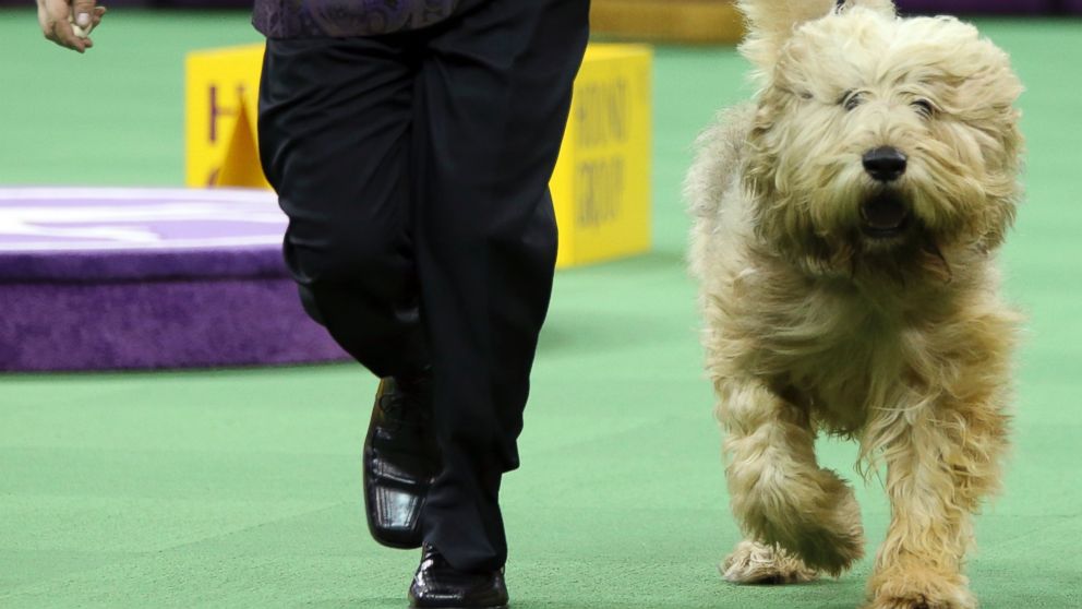 PHOTO:An otterhound is shown in the ring during the Hound group competition during the 140th Westminster Kennel Club dog show, Feb. 15, 2016, at Madison Square Garden in New York. 