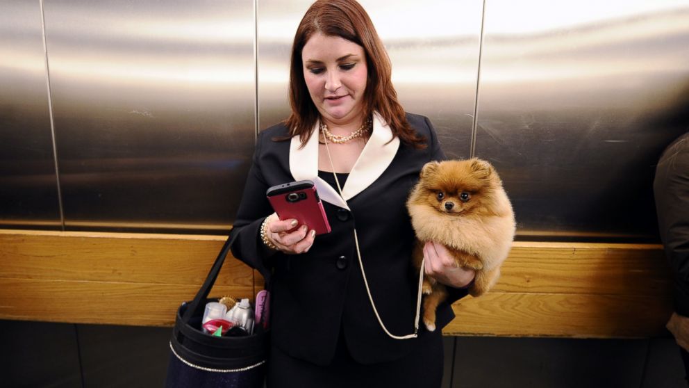 PHOTO:Caitlin Weinert holds her Pomeranian named "Havoc" in one hand while using her smartphone in an elevator leaving the 140 Annual Westminster Kennel Dog Show held at Pier 94 in New York, Feb. 15, 2016.  