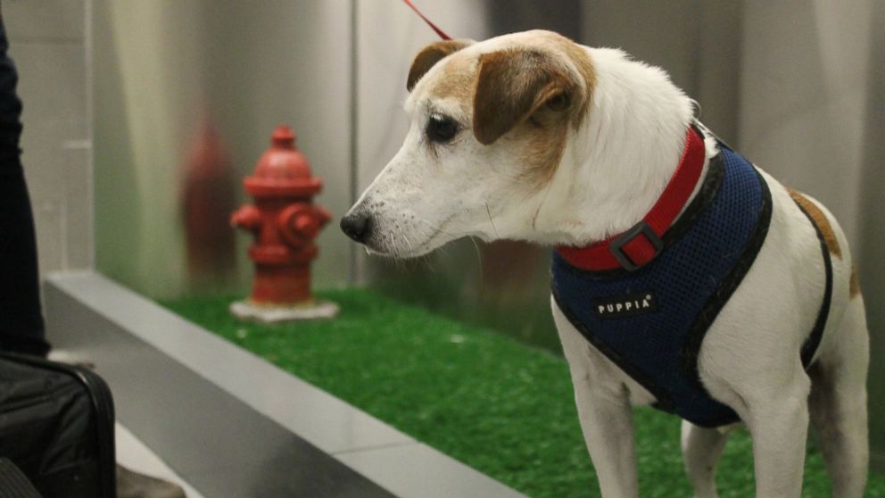 John John visits the new pet relief area at New York's JFK airport before he and his owner Taylor Robbins head home on a flight to Atlanta, April 26, 2016. 