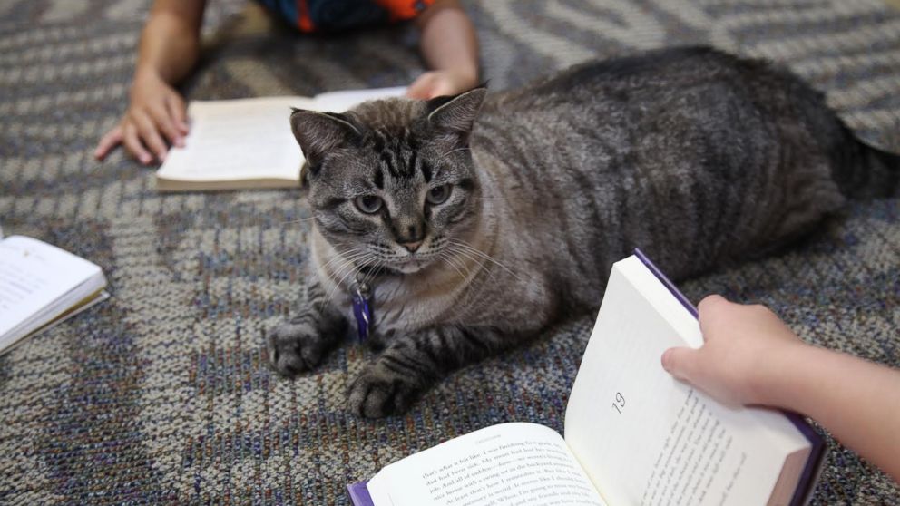 Browser the cat sits among a group of children being read to in the city's public library, June 30, 2016, in White Settlement, Texas.