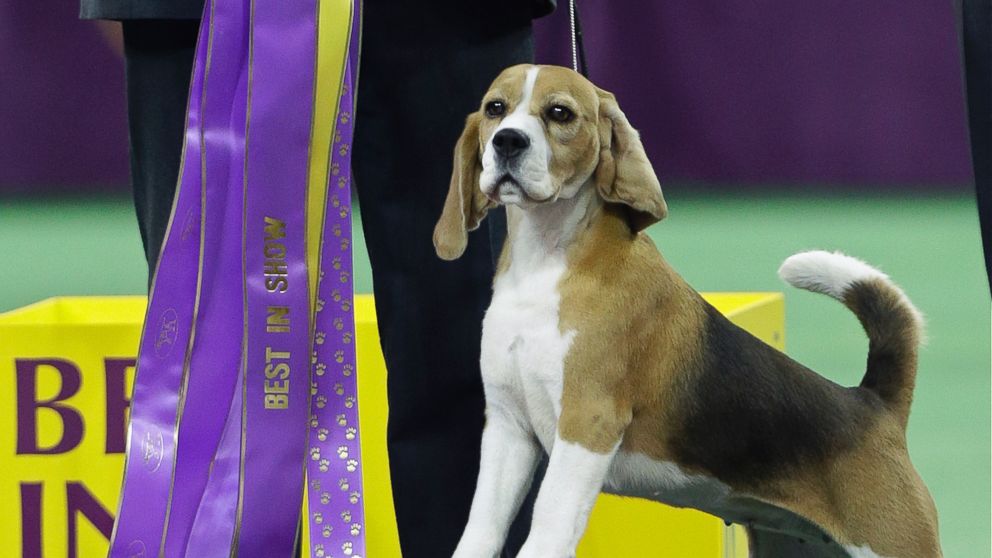 Miss P, a 15-inch beagle, and handler William Alexander react after winning the Best in Show at the Westminster Kennel Club dog show, Feb. 17, 2015, in New York.
